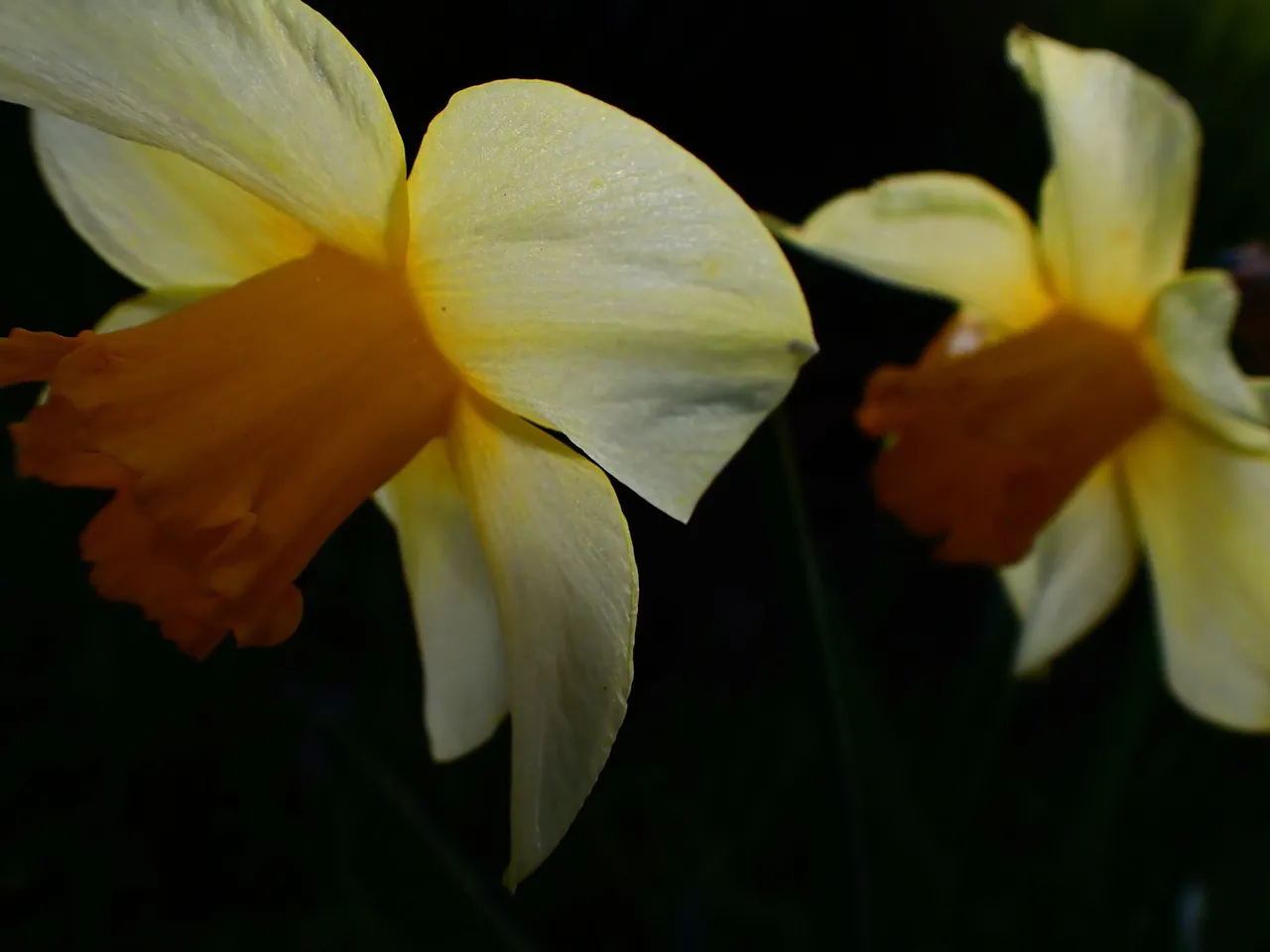 Flowers_Spring0003.jpg