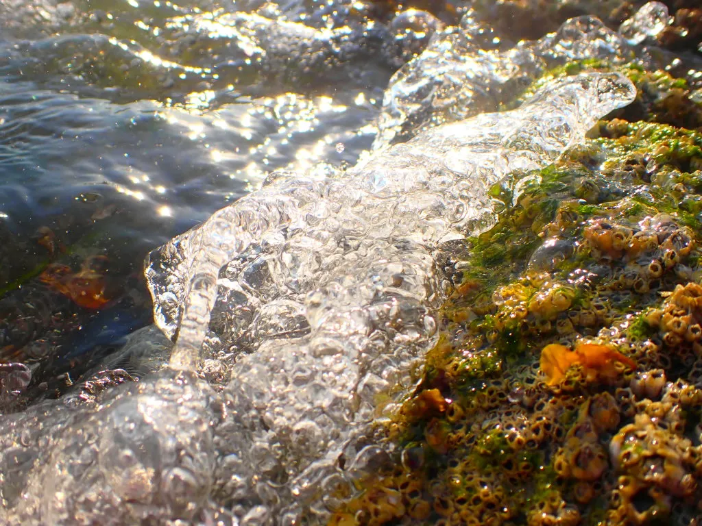 OceanLifeSummer0014.jpg
