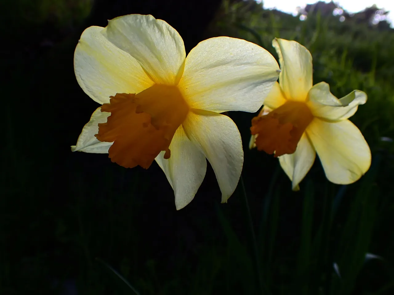 Flowers_Spring0002.jpg