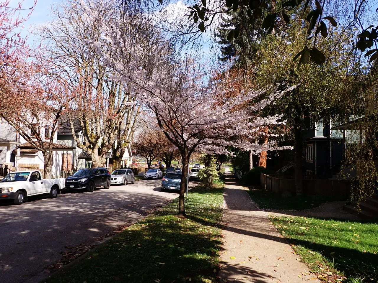 Cherry_Blossoms_Main0010.jpg