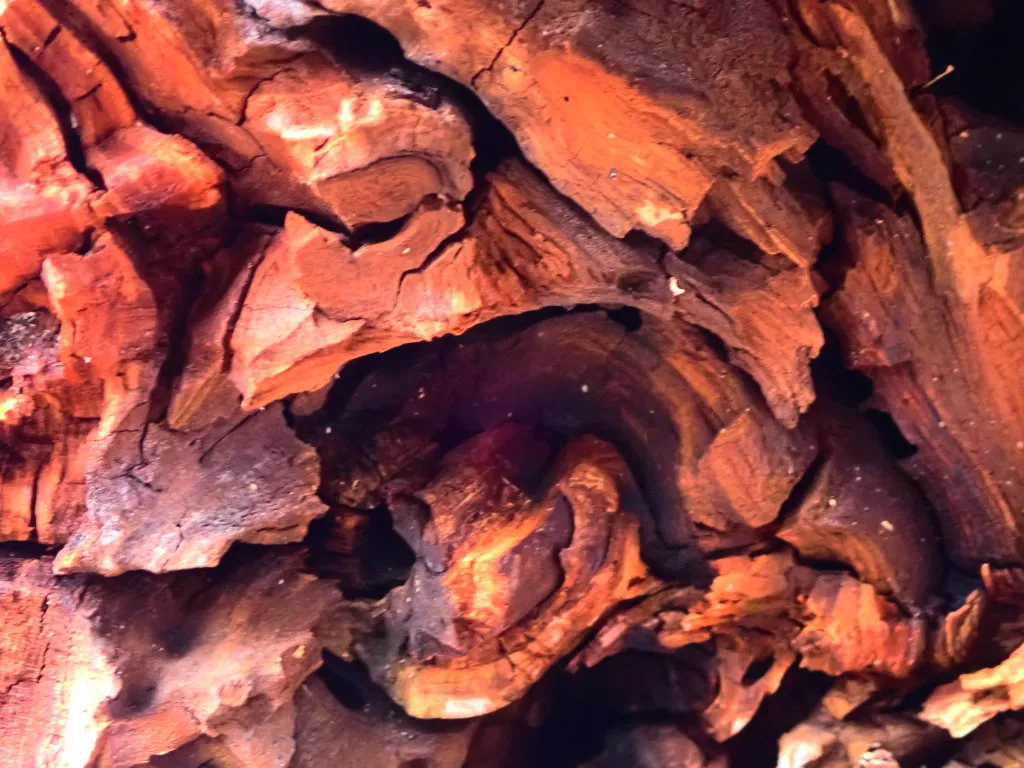 DriftWood20220005.jpg