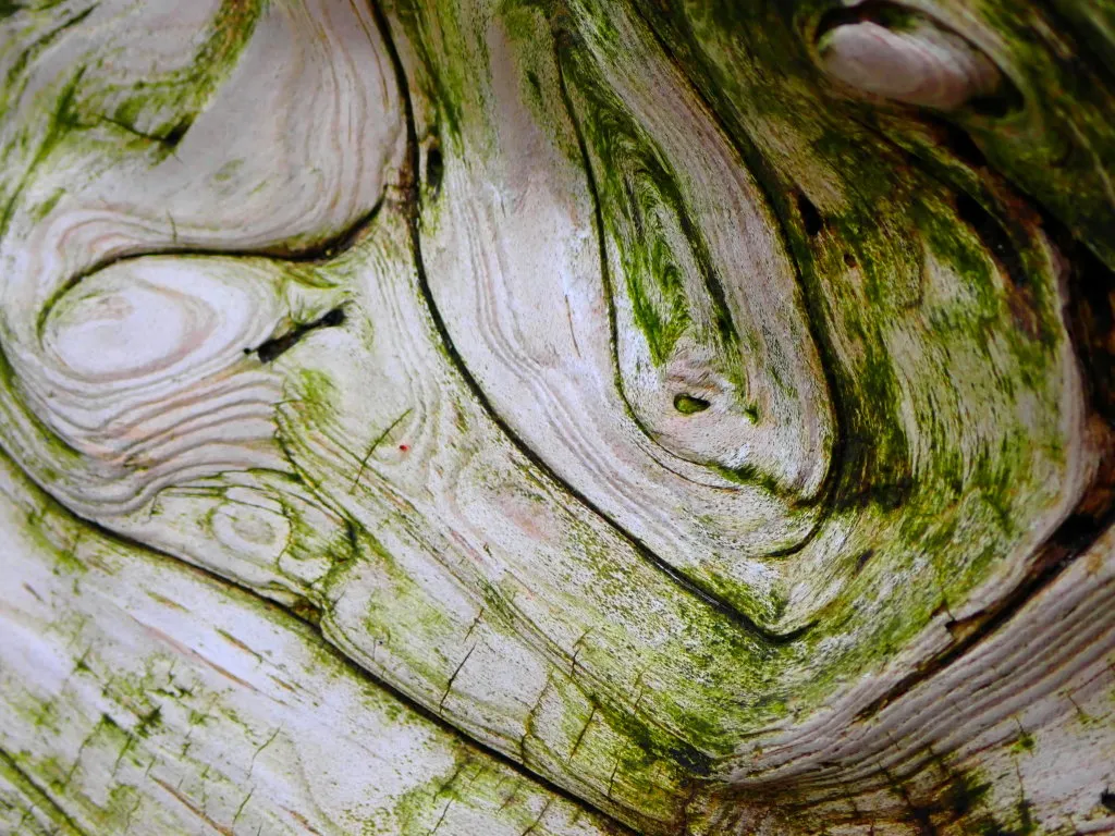 DriftWood20220012.jpg