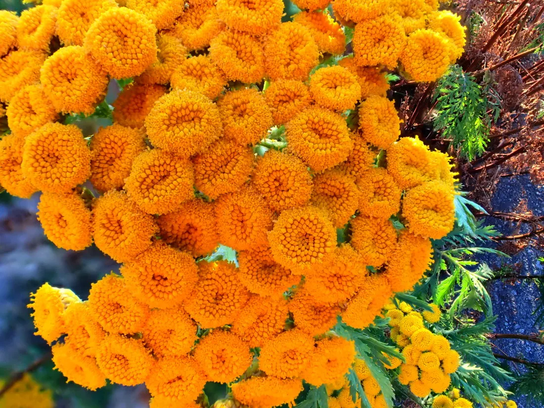 YellowSunsetFlowers0001.jpg