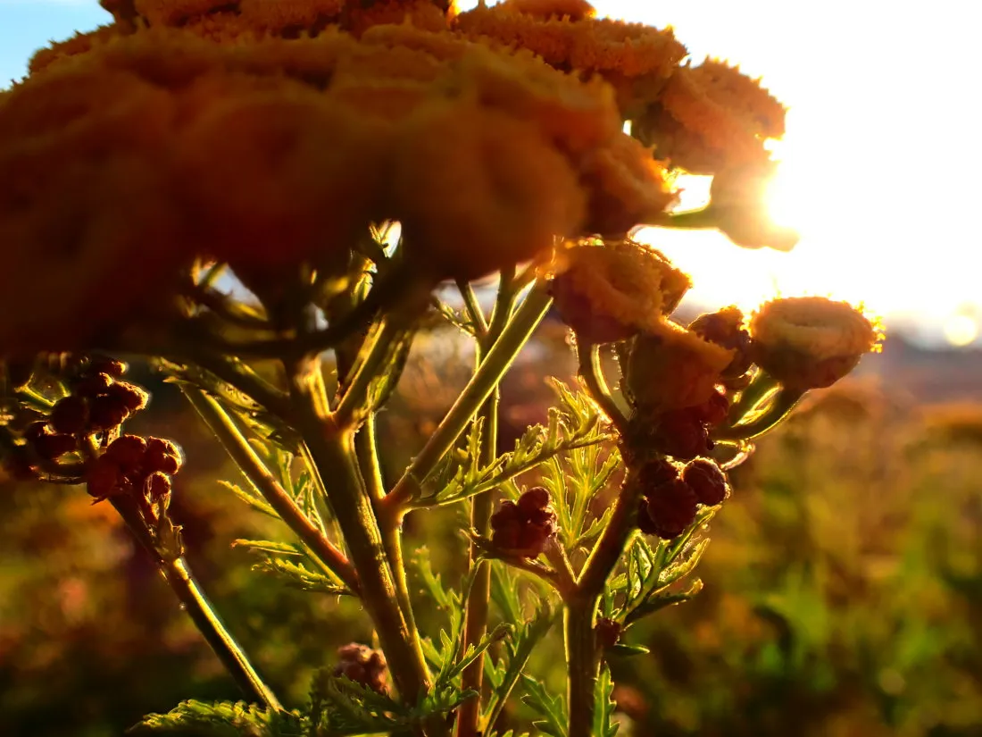 YellowSunsetFlowers0002.jpg