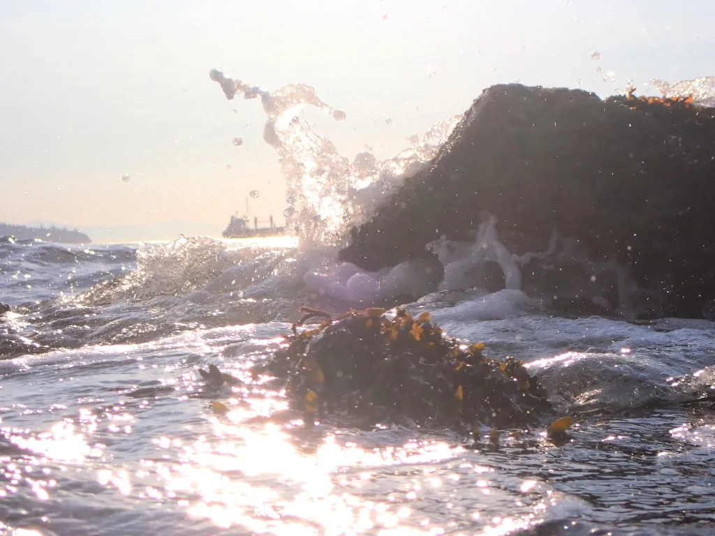 OceanLifeSummer0012.jpg