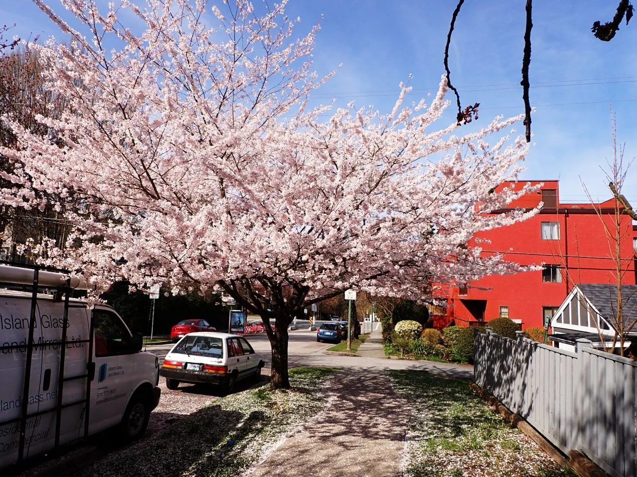 Cherry_Blossoms_Main0011.jpg