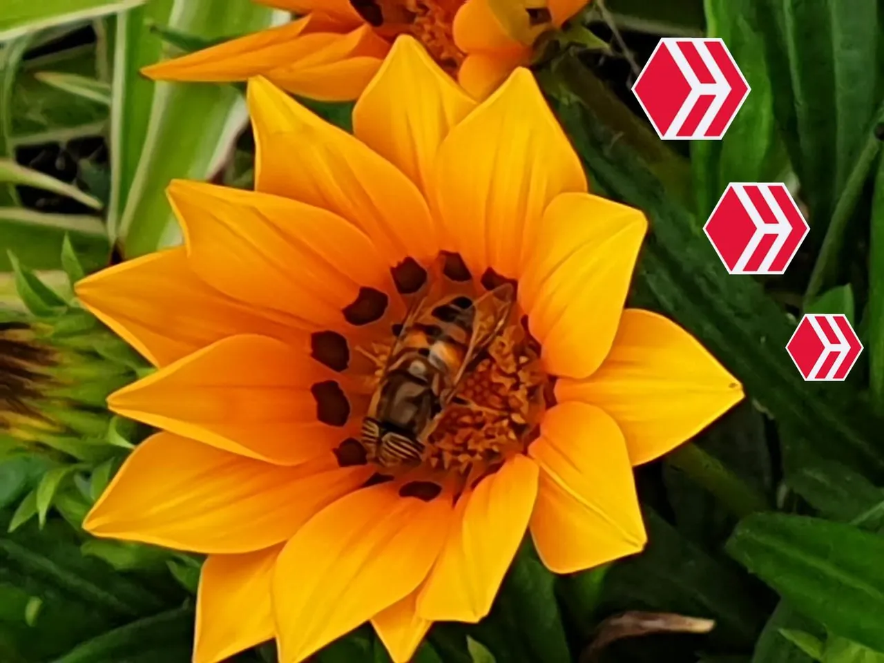 hive birthday banner.jpg