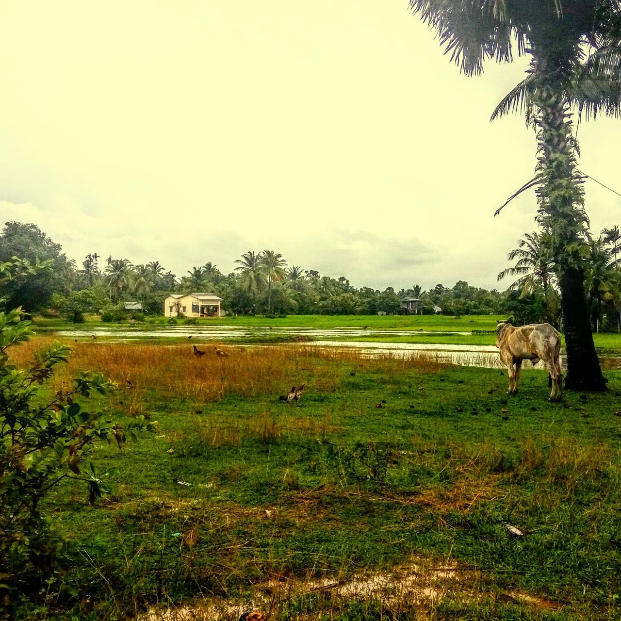 rainyseasoncambodia.jpg