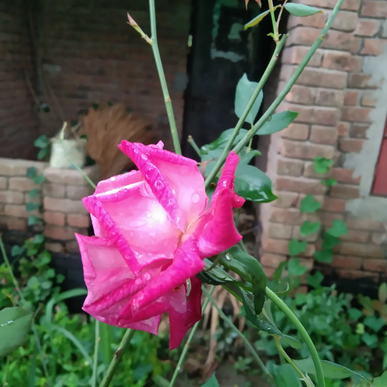 IMG_20211114_093709.jpg