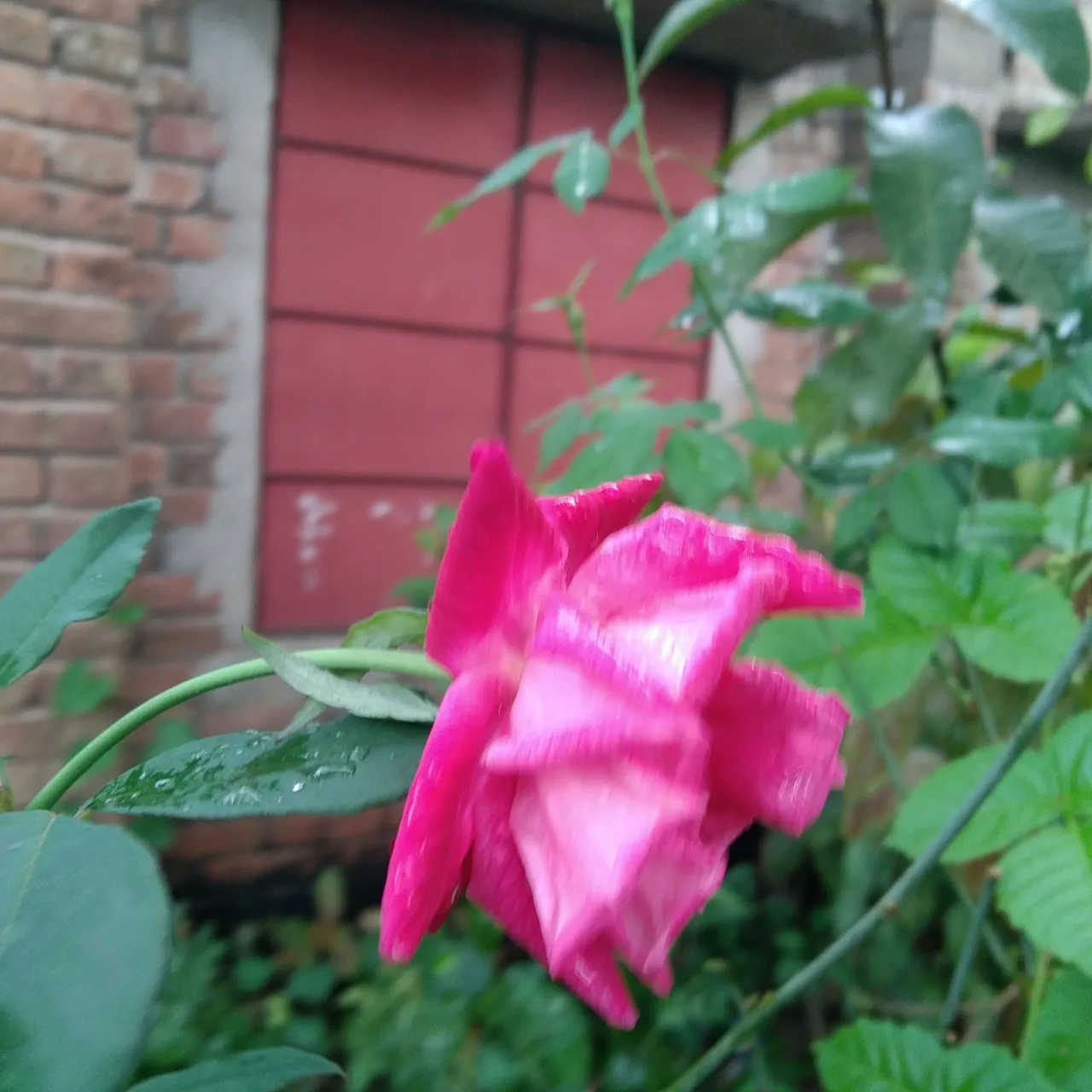 IMG_20211114_093713_Burst03.jpg
