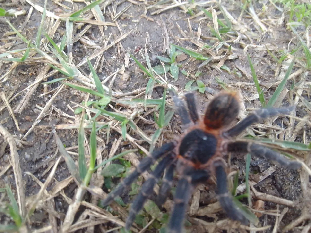 tarantula bonito.jpg