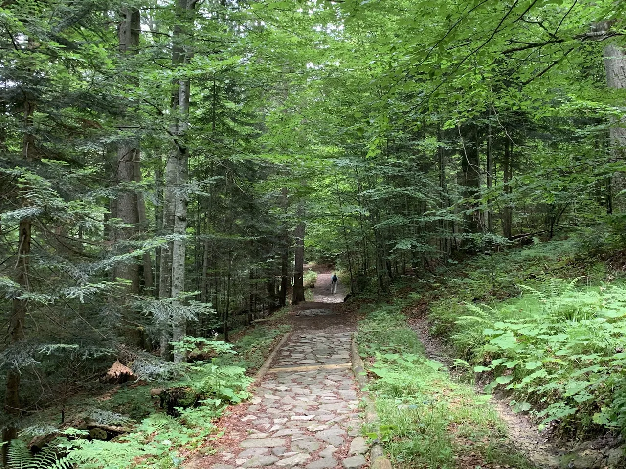 Trail in a beech and fir forest