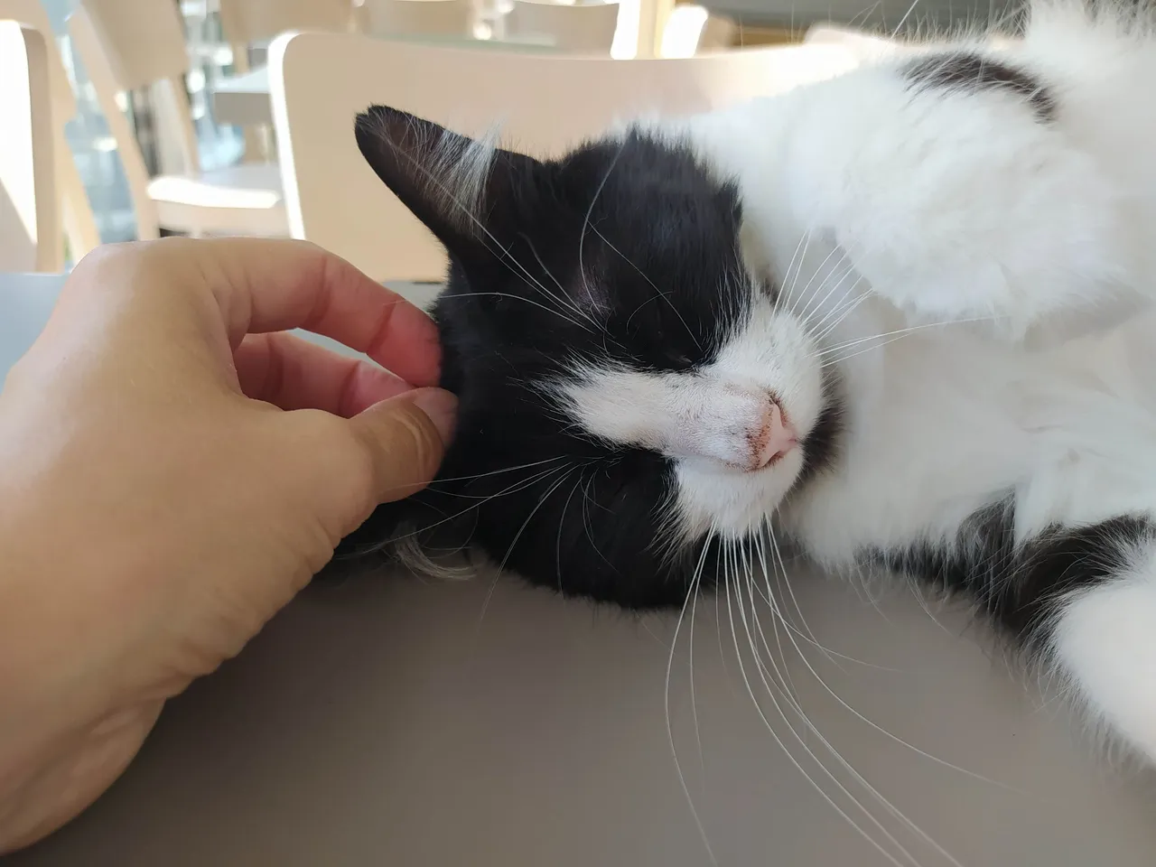 Today's menu: French table cat