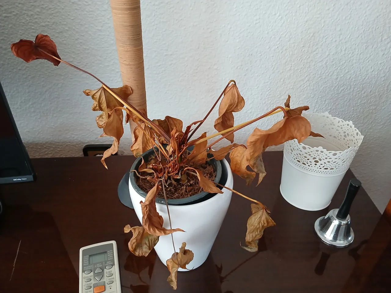 20250803_124841.jpg