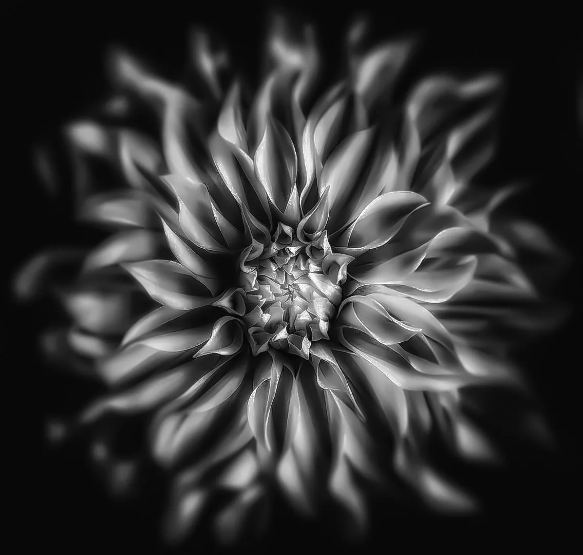 Black&White-Flower3.jpg