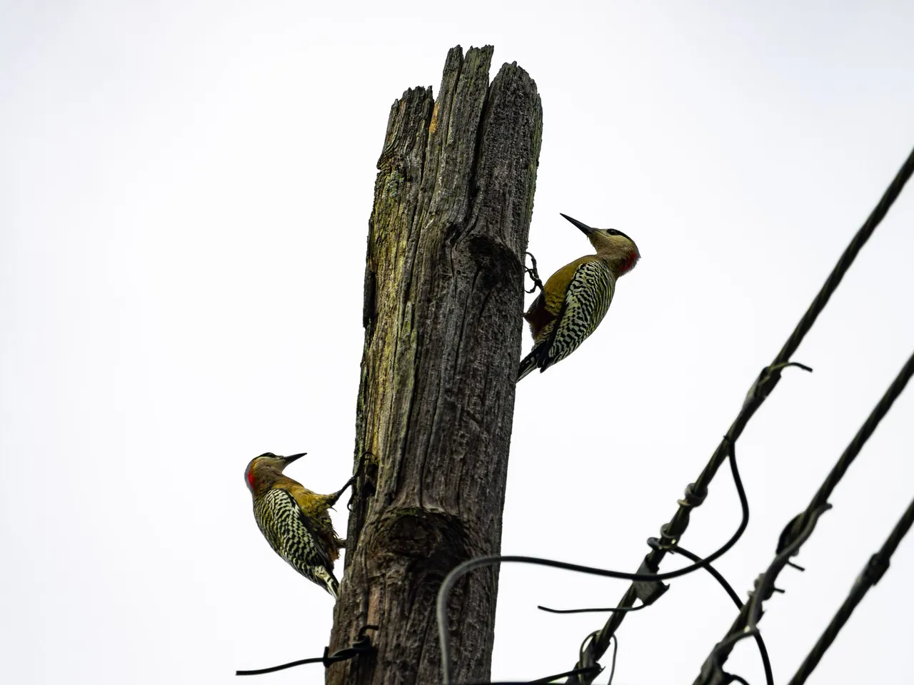 Jabara woodpecker / Carpintero jabao (Melanerpes superciliaris)