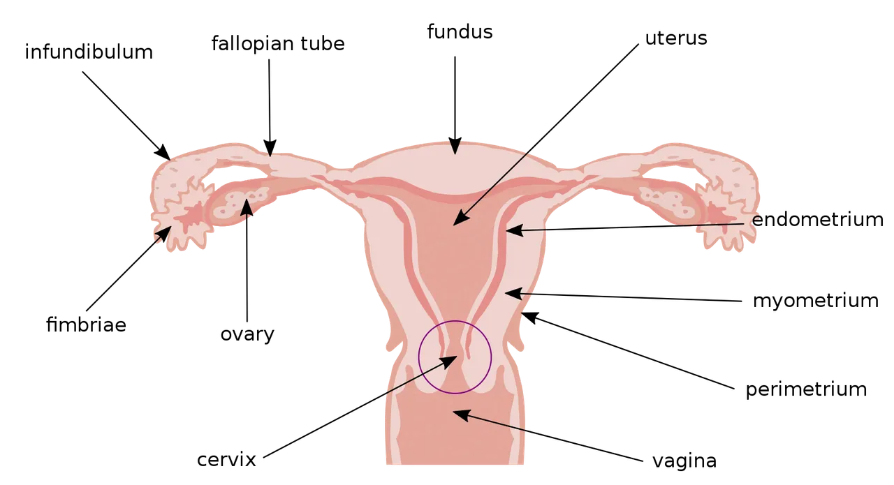 Illu_cervix.svg.png