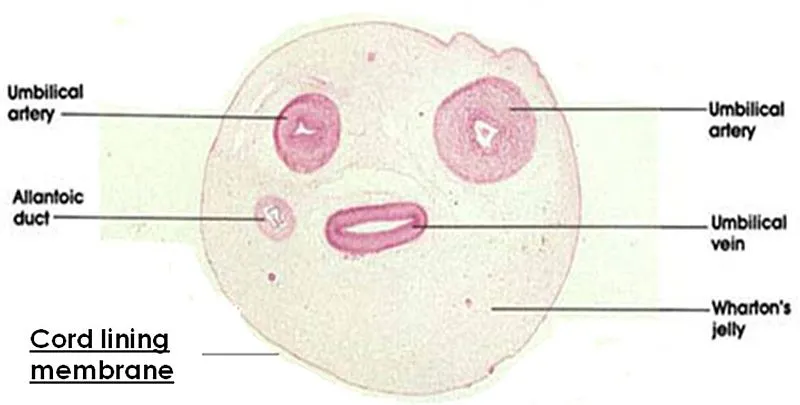 Cross_section_of_the_umbilical_cord.jpg