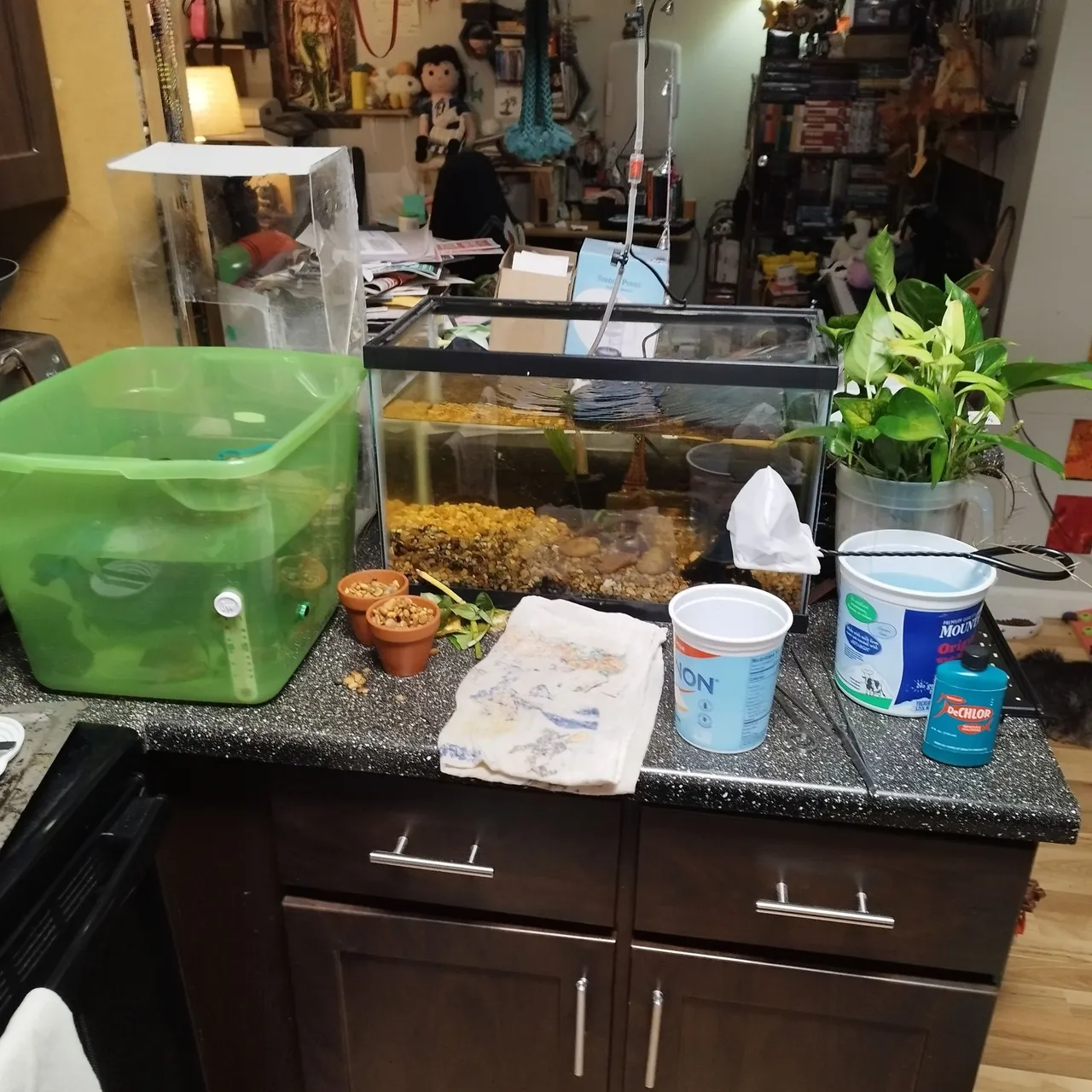 hospital tank setup.jpg