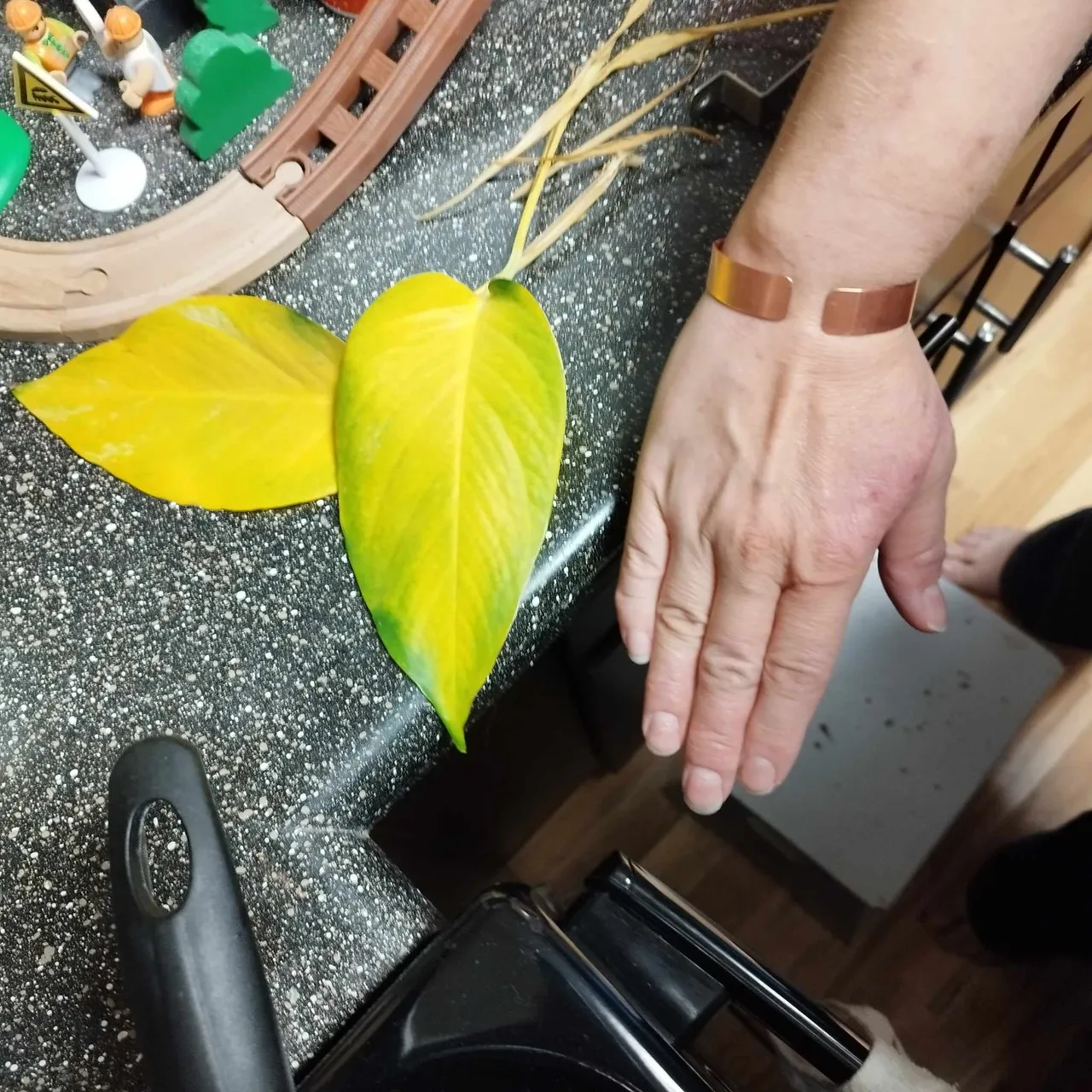 pothos leaf.jpg