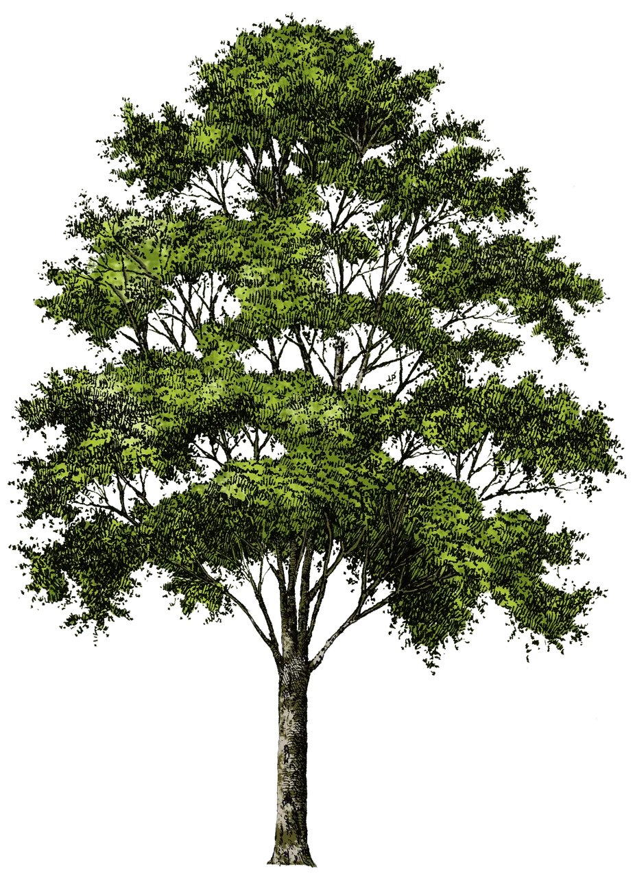 purepng.com-treetreewoodplantbranch-1411527182329fbsrj.png