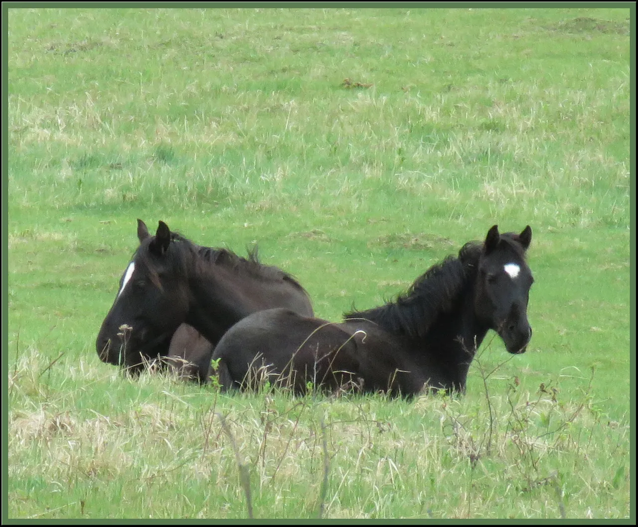 2 sister black horses laying together in the grass.JPG