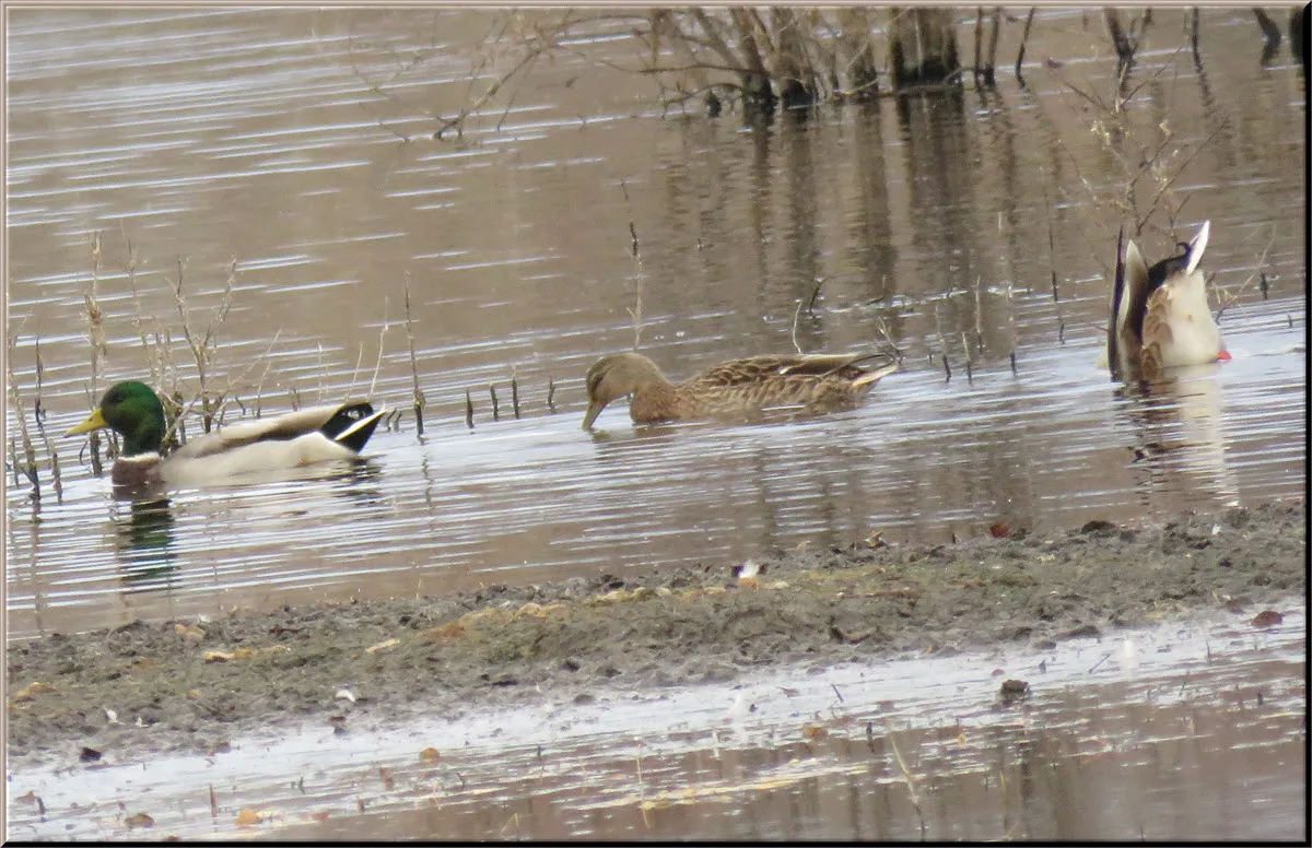 pair of mallard ducks swimming 1 bottom up feeding.JPG
