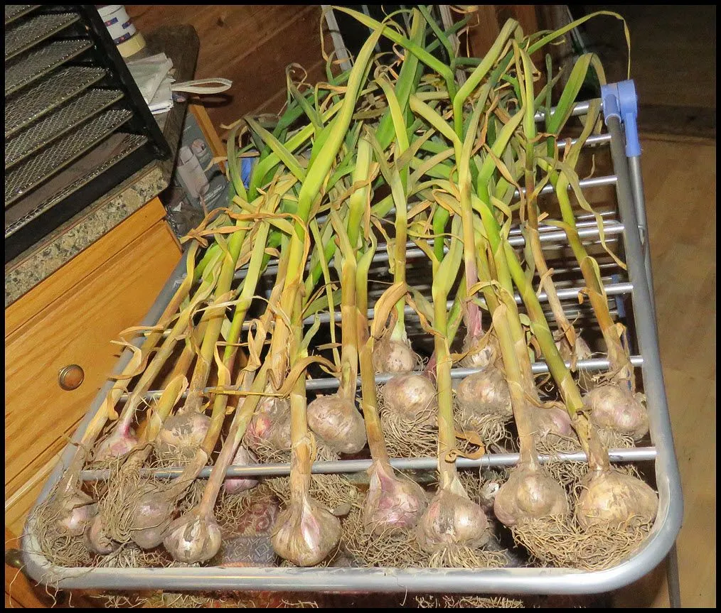 1st part of garlic harvest on rack.JPG