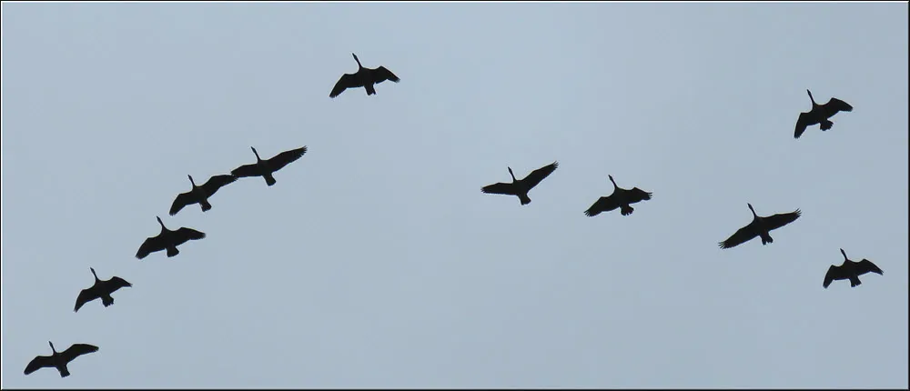 geese flying in v formation.JPG