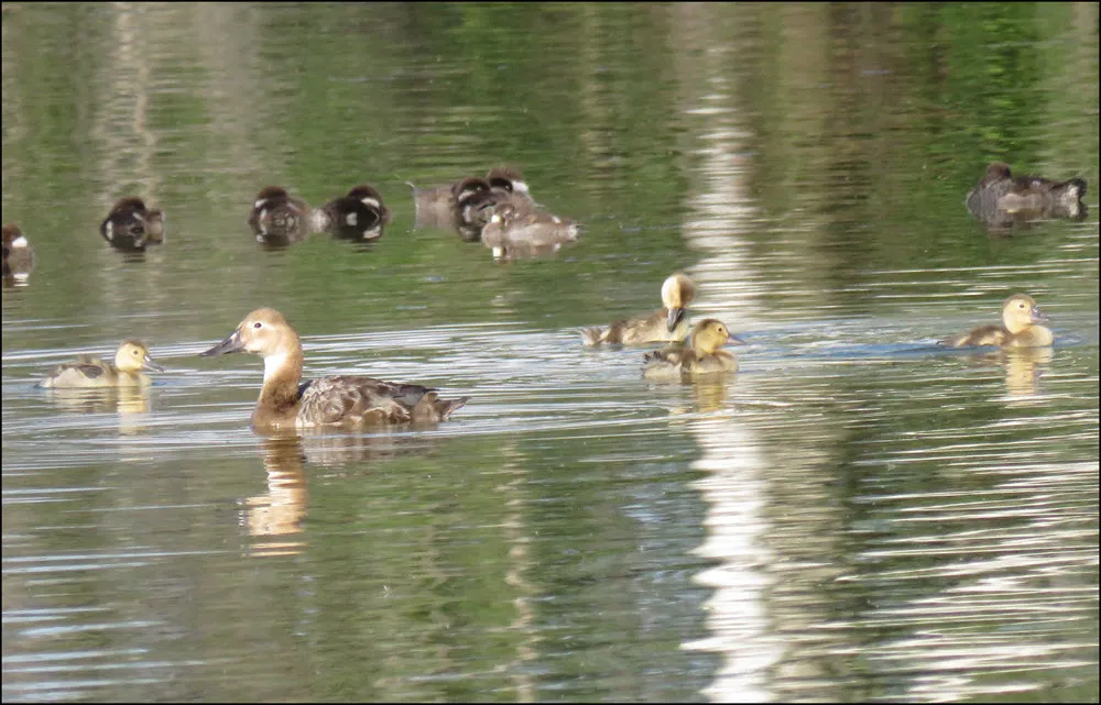 female ringnecked duck with 4 ducklings bufflehead ducklings resting on water in background.JPG