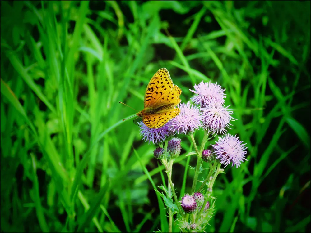 butterfly on thistle flower.JPG