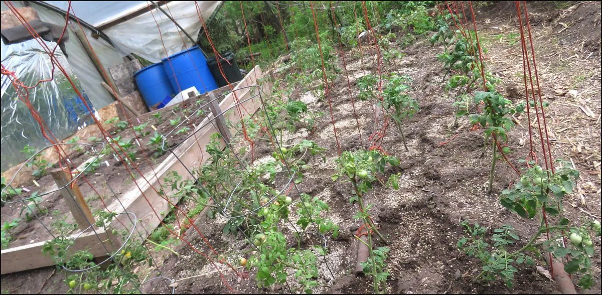 tomato bed in covered garden.JPG
