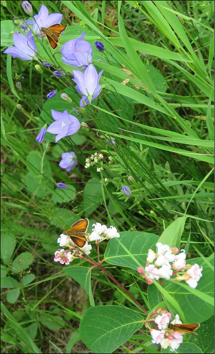 3 klipper butterflies on harebells and dogbane.JPG