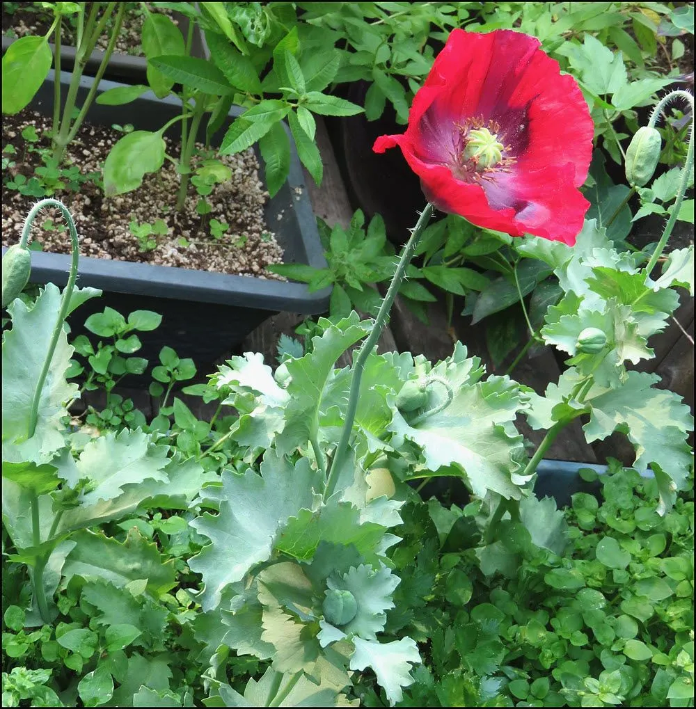 blooming poppy in pot.JPG