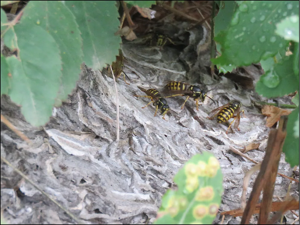3 wasps building ground nest.JPG