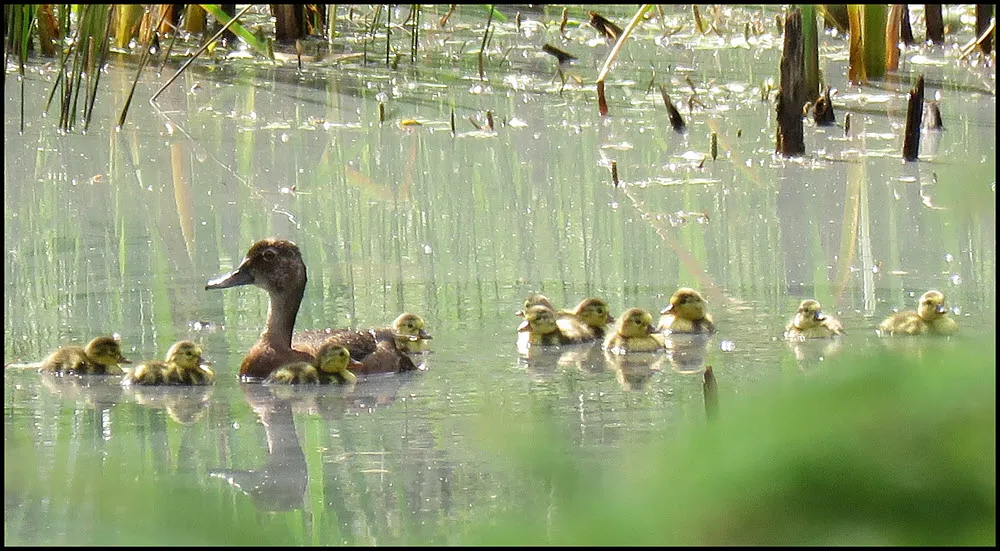 female canvasback duck with 11 ducklings swimming.JPG