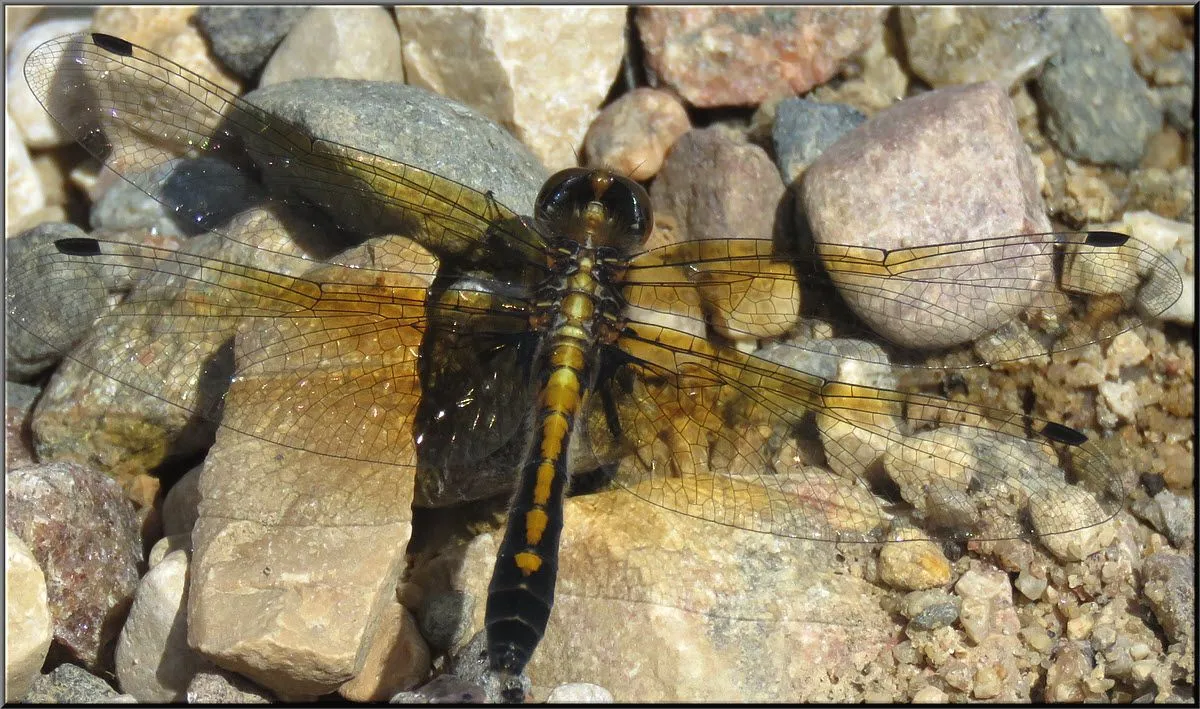 close up golden brown dragonfly.JPG