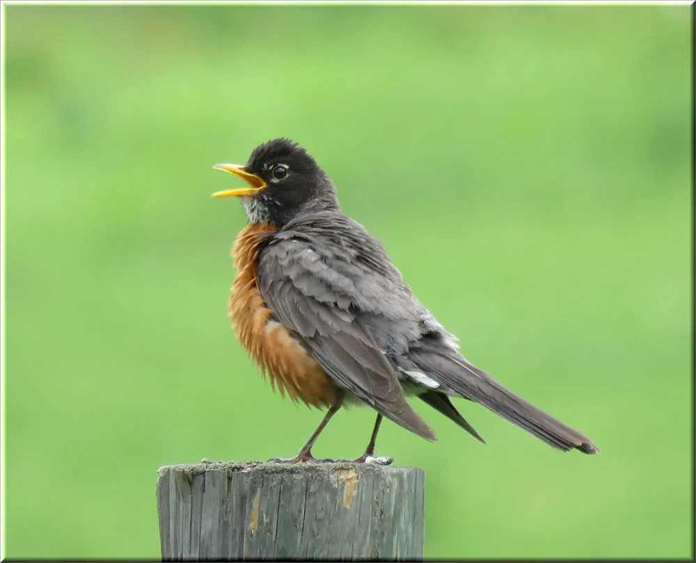 close up male robin beak open calling.JPG