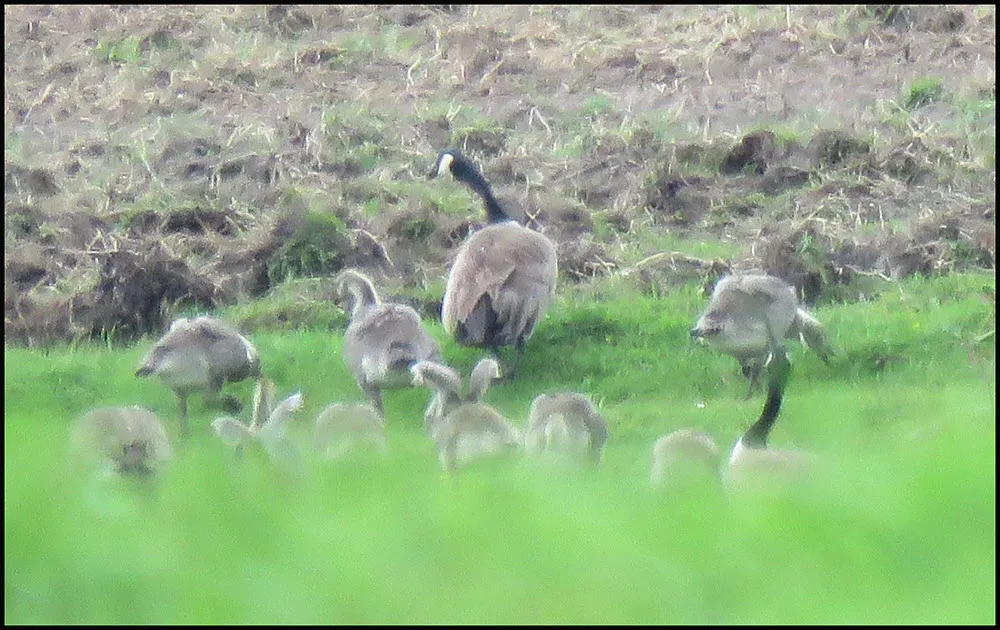 family of canada geeses coming out onto grass to feed 2 goslings stretching wings.JPG