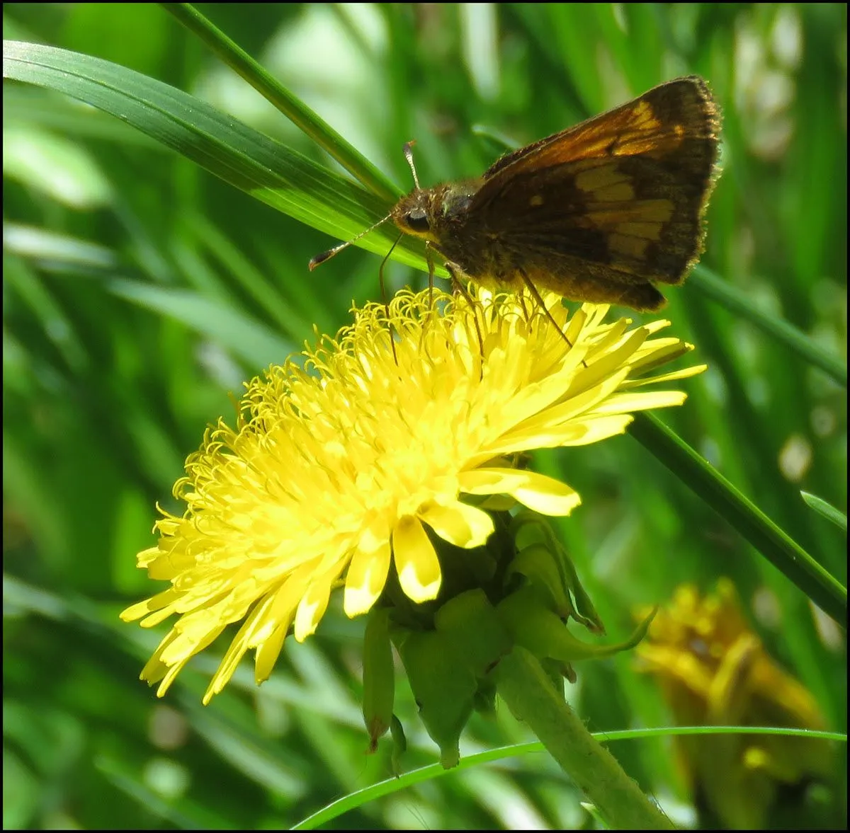 small brownish orange butterfly on dandelion bloom.JPG