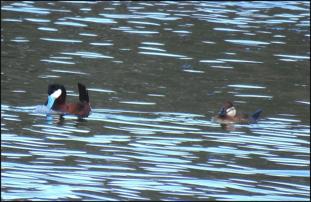 pair ruddy ducks male slapping water.JPG