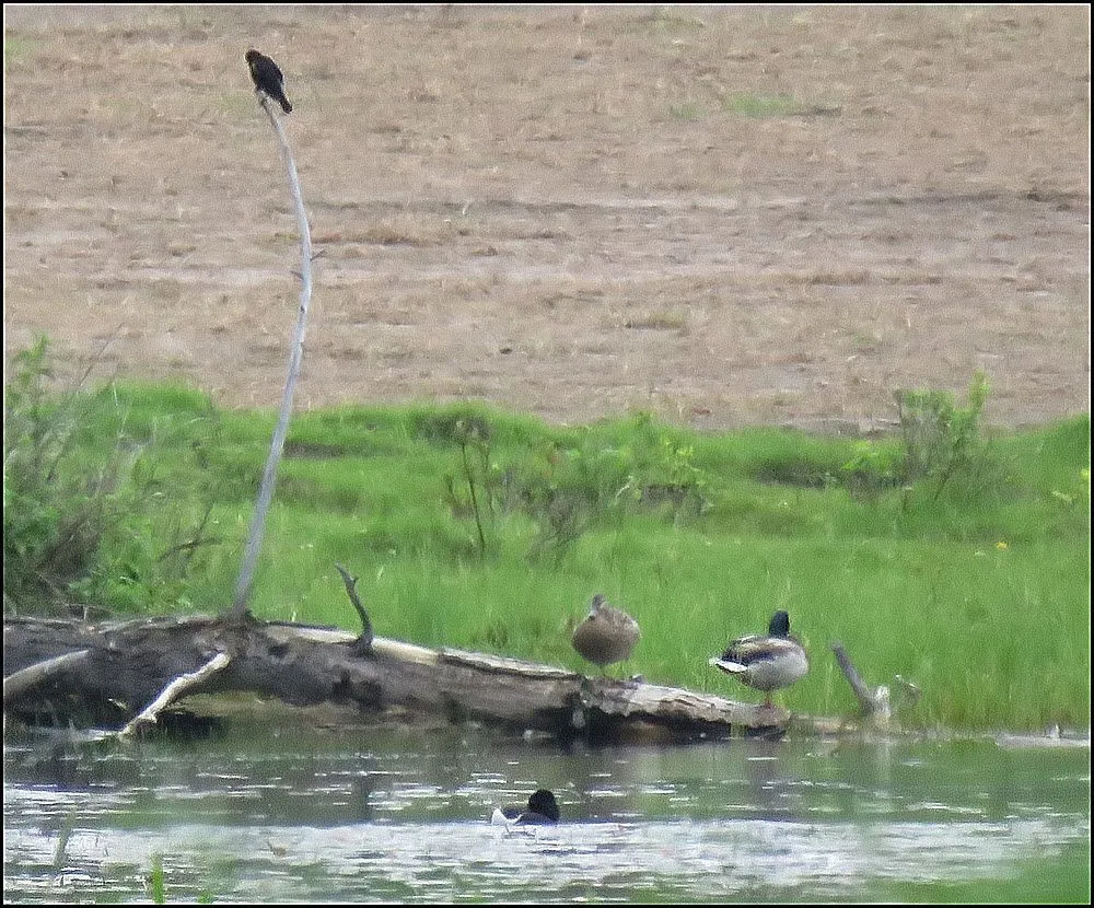 pair mallards resting on log blackbird on branch other duck swimming.JPG
