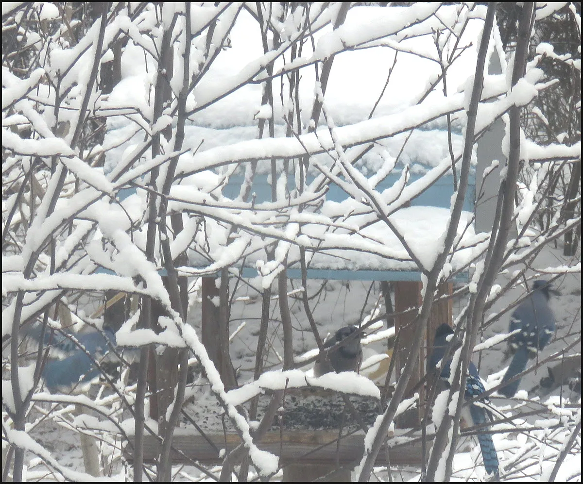 bluejays at feeder behind snowy banches.JPG