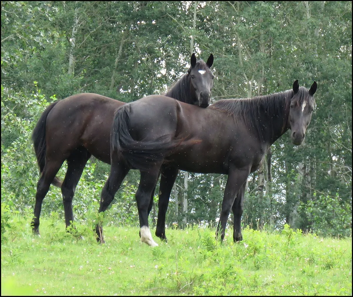 close up 2 black horse sisters together.JPG