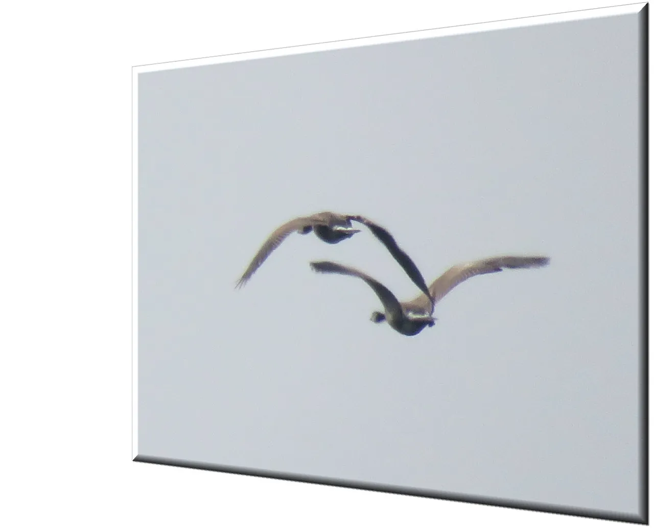 close up pair geese in flight.JPG