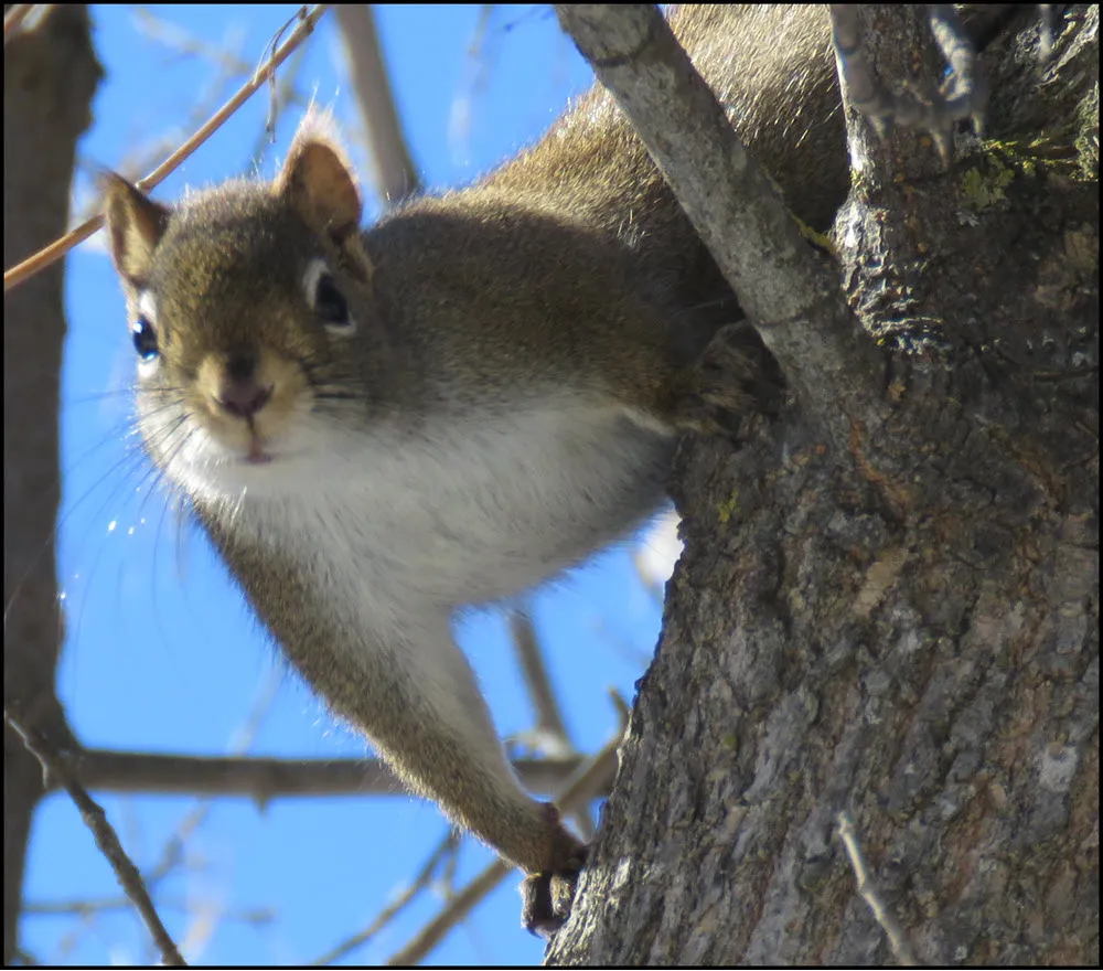 squirrel hanging upside down looking at me.JPG