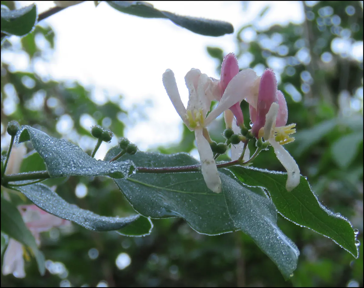 honeysuckle with dew and raindrops.JPG