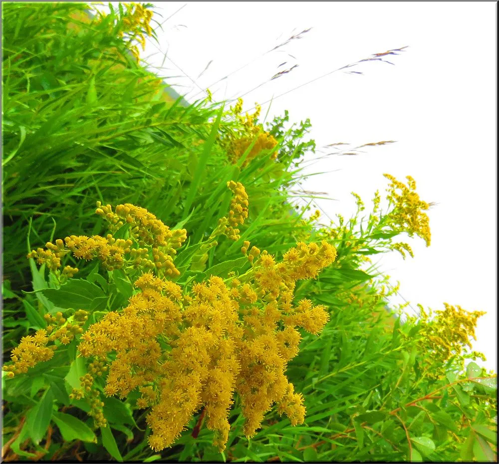 close up goldenrod bloom with 4 others behind.JPG