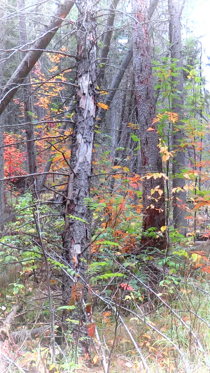 creative image  fall colored mountain ash in woods.JPG