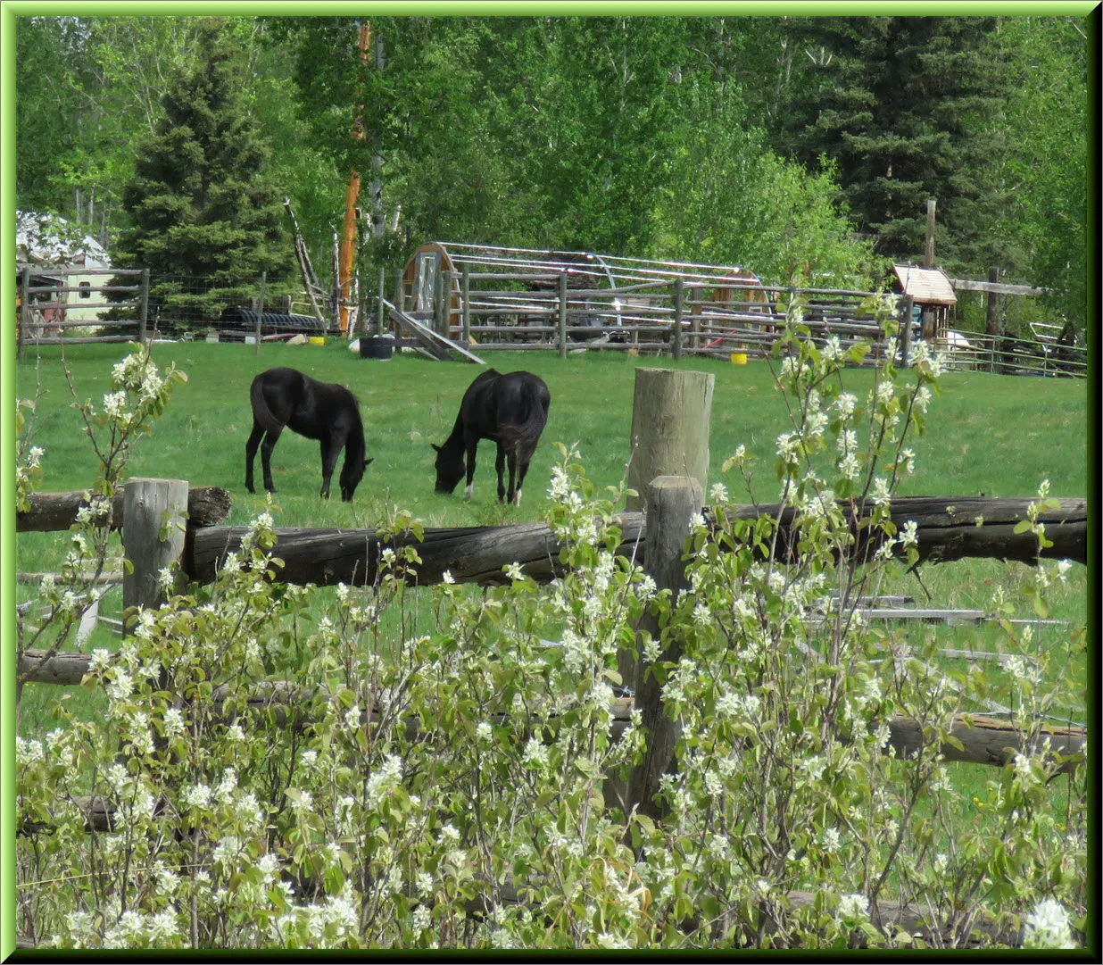 Dougs horses grazing Saskatoons blooming along fence.JPG